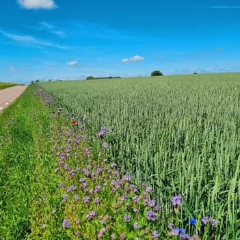 Blommande åkerkanter | Pågen