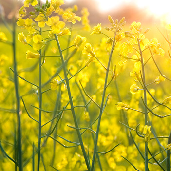 Gyllene rapsfält i blomning | Pågen