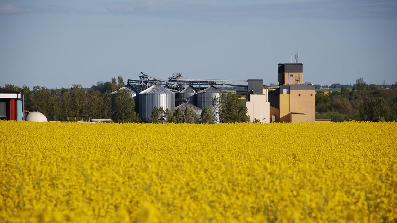 Bild på kvarnen med rapsfält
