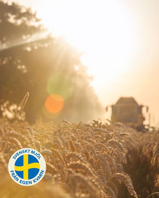 Bild på sädesfält