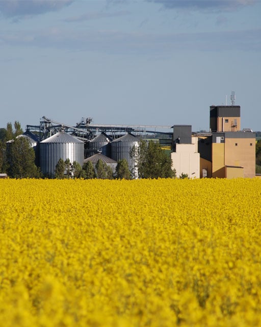 Bild på kvarn och rapsfät