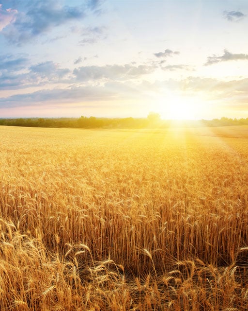 Bild på Solen skiner över sädesfält